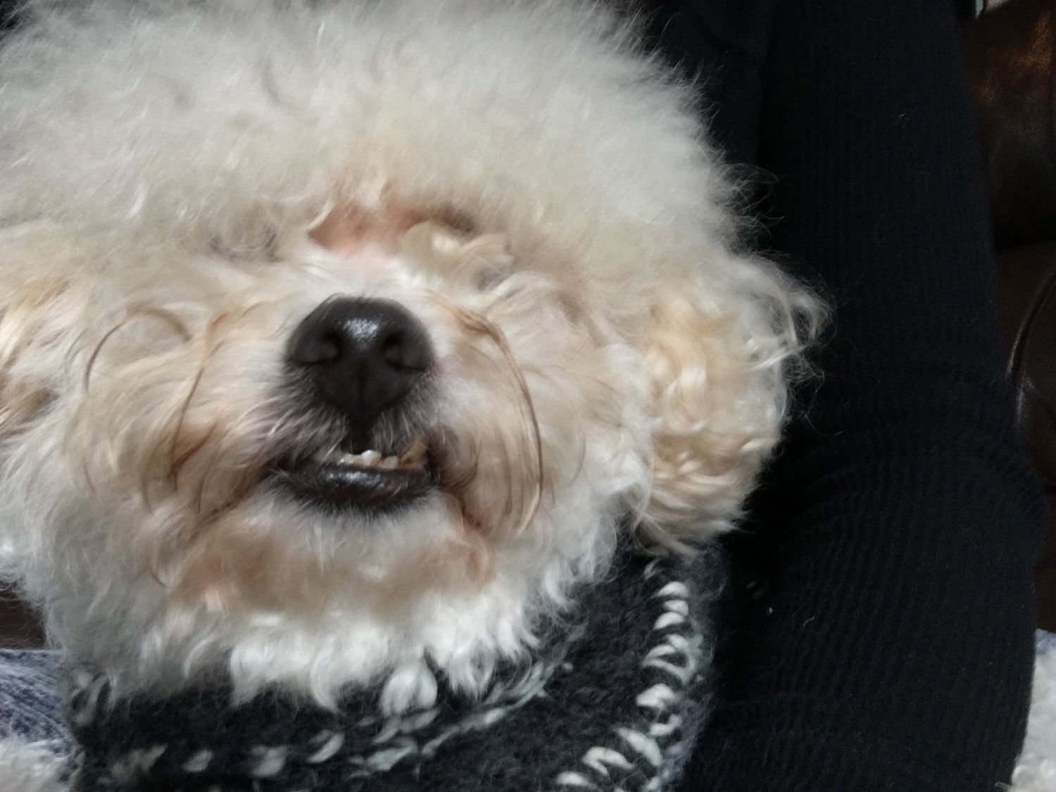 Pic of the Litter: Fluffy Dufflin